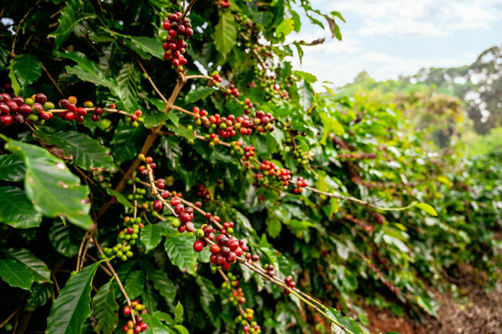 What Makes Kona Coffee Some of the Best in the World