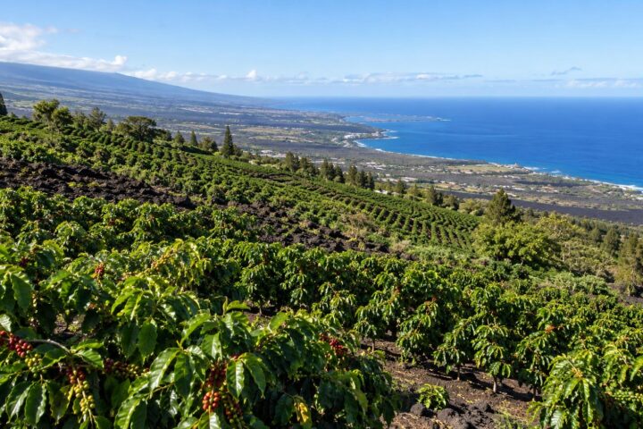 What Is the Kona Coffee Belt?